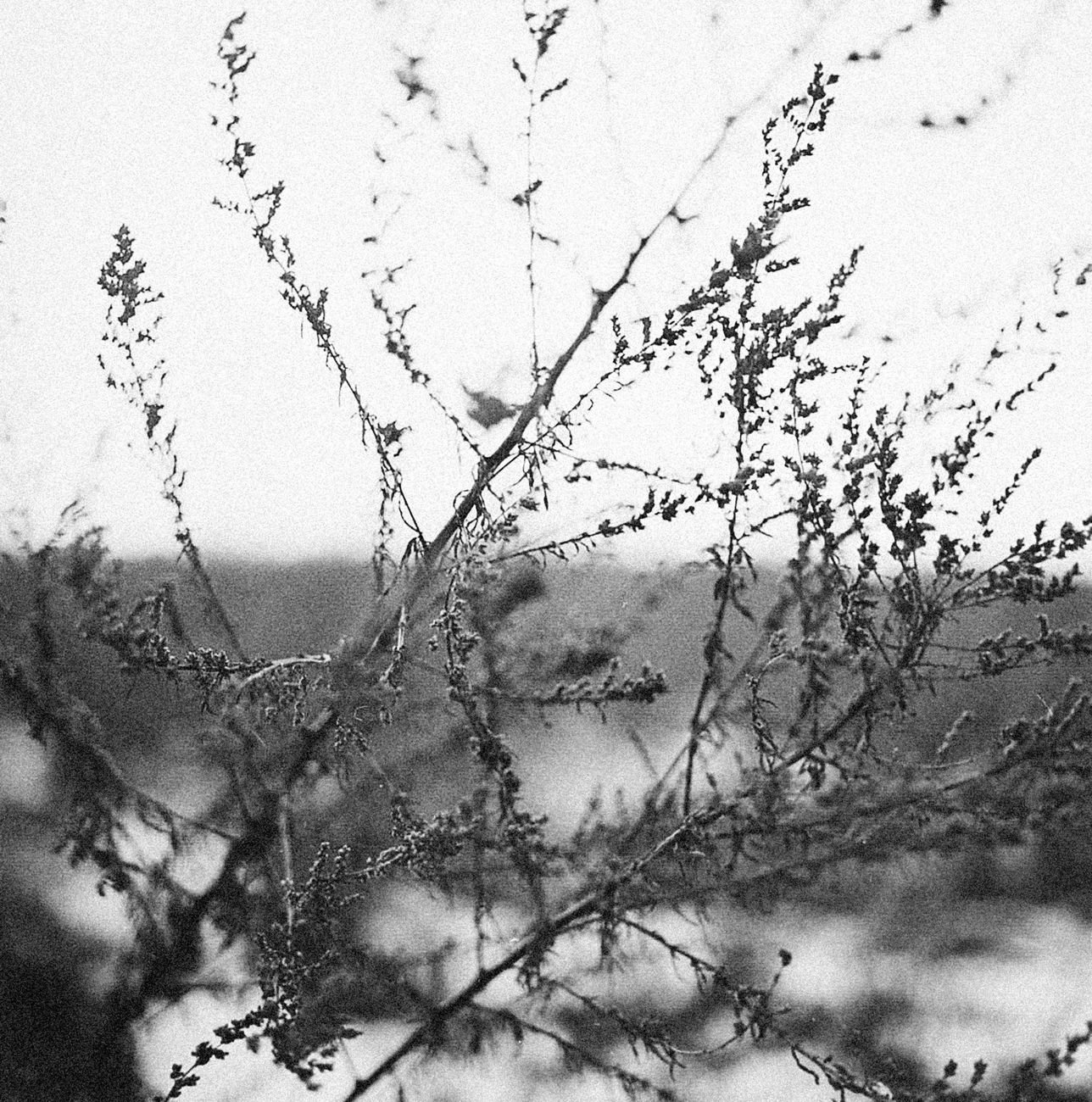 Artistic black and white close-up of tree branches, creating a moody, abstract feel.