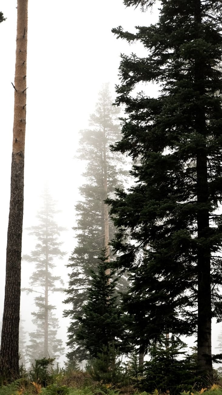 Atmospheric misty forest with towering trees, fog threading through the canopy.